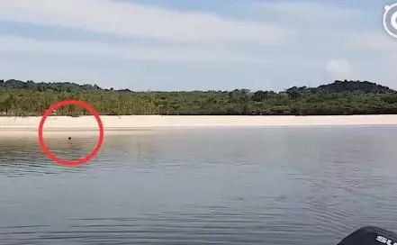大叔在快淹沒無人荒島遇到「皮包骨黑犬」被惡意遺棄!不顧全船反對丟包,執意救牠回家!如今狗狗烏黑亮麗超美,擁有第二次生命!