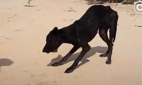 大叔在快淹沒無人荒島遇到「皮包骨黑犬」被惡意遺棄!不顧全船反對丟包,執意救牠回家!如今狗狗烏黑亮麗超美,擁有第二次生命!