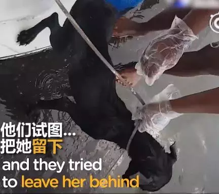 大叔在快淹沒無人荒島遇到「皮包骨黑犬」被惡意遺棄!不顧全船反對丟包,執意救牠回家!如今狗狗烏黑亮麗超美,擁有第二次生命!