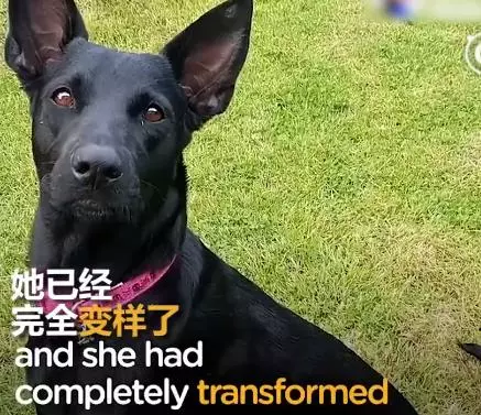 大叔在快淹沒無人荒島遇到「皮包骨黑犬」被惡意遺棄!不顧全船反對丟包,執意救牠回家!如今狗狗烏黑亮麗超美,擁有第二次生命!
