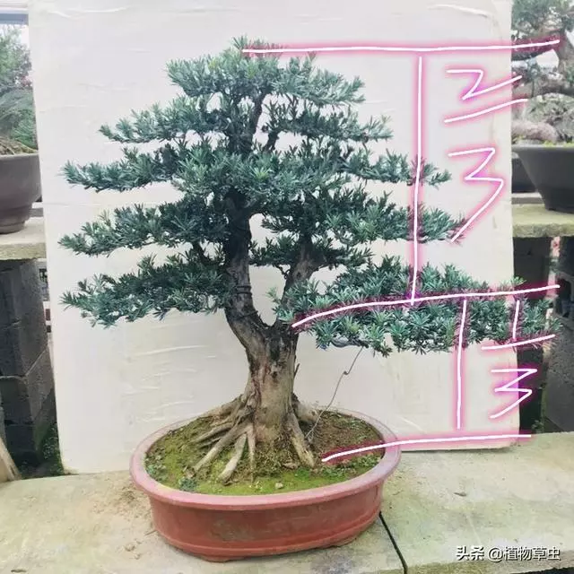 說到盆景枝條布局,大師有話說,學會這六點,盆景造型很簡單