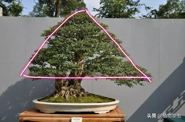 說到盆景枝條布局,大師有話說,學會這六點,盆景造型很簡單