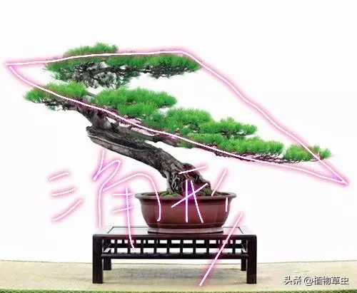 說到盆景枝條布局,大師有話說,學會這六點,盆景造型很簡單