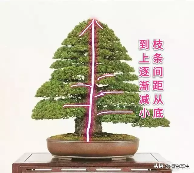 說到盆景枝條布局,大師有話說,學會這六點,盆景造型很簡單