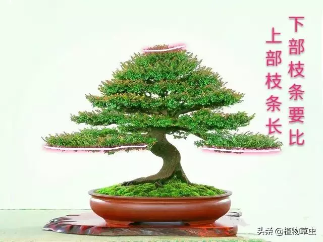 說到盆景枝條布局,大師有話說,學會這六點,盆景造型很簡單