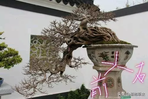 說到盆景枝條布局,大師有話說,學會這六點,盆景造型很簡單