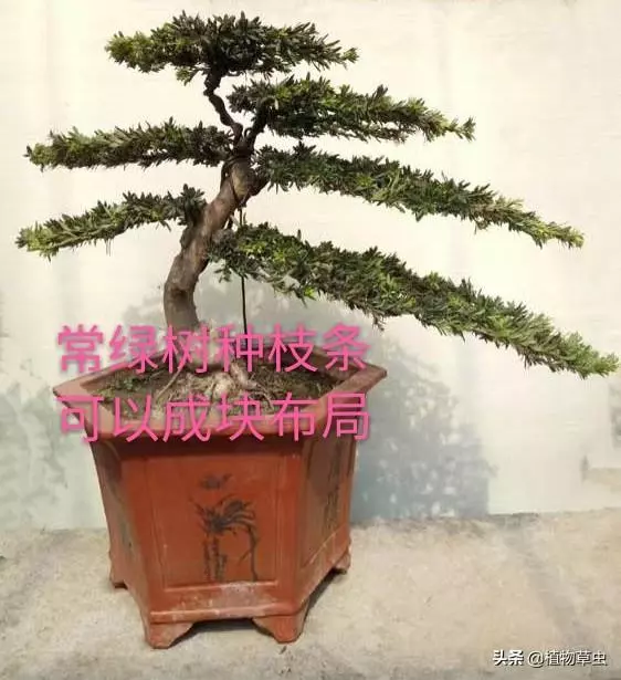 說到盆景枝條布局,大師有話說,學會這六點,盆景造型很簡單