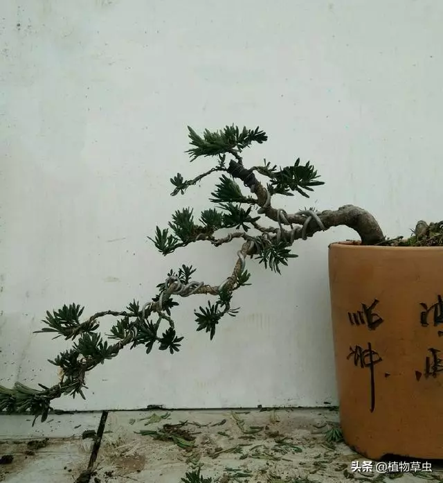 說到盆景枝條布局,大師有話說,學會這六點,盆景造型很簡單