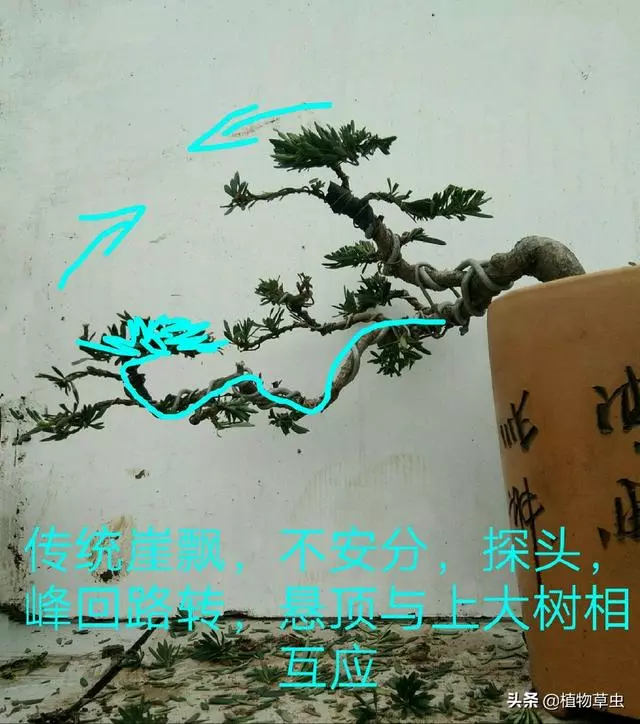 說到盆景枝條布局,大師有話說,學會這六點,盆景造型很簡單