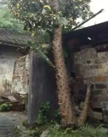 小夥十年前種下一棵仙人掌,現在有人出2萬購買,回家後不淡定了