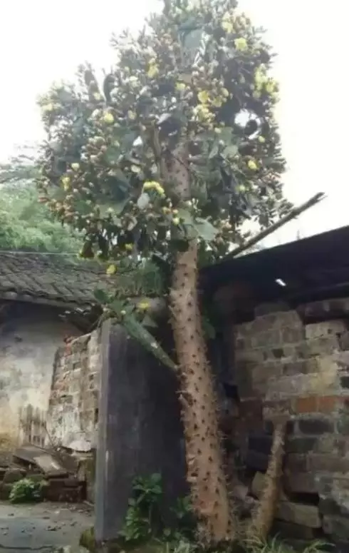 小夥十年前種下一棵仙人掌,現在有人出2萬購買,回家後不淡定了