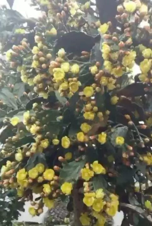 小夥十年前種下一棵仙人掌,現在有人出2萬購買,回家後不淡定了