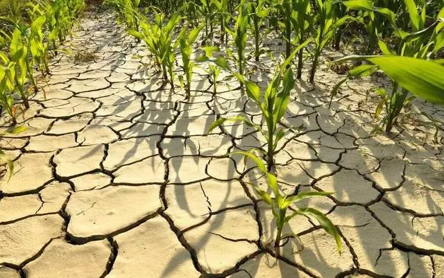 未來「不好過」?1月極端氣候多國破紀錄,2019年或升溫令人擔憂