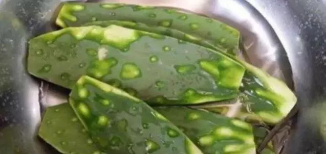 一棵仙人掌,可治滑膜炎、膝關節紅腫脹,1~2天紅腫消退,家有腿腳不好的要試試