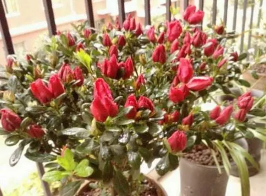 這3類「花草」寧願丟掉,也不要搬進屋,免得破壞過年的喜氣