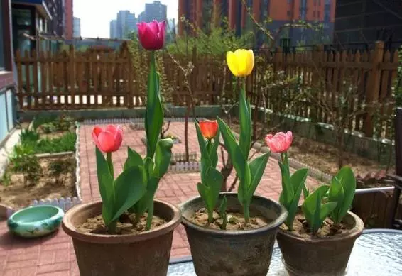 這3類「花草」寧願丟掉,也不要搬進屋,免得破壞過年的喜氣