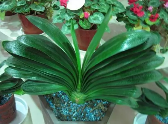 這3類「花草」寧願丟掉,也不要搬進屋,免得破壞過年的喜氣