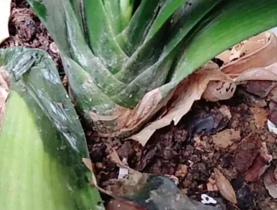 這3類「花草」寧願丟掉,也不要搬進屋,免得破壞過年的喜氣