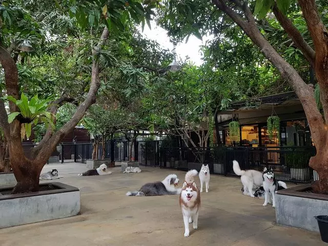 泰國出現網紅「狗咖啡」,以哈士奇為主題,店內20隻二哈隨便摸