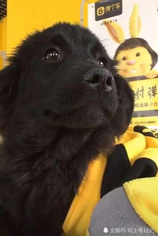小哥曬出自家的金毛,看到狗狗的毛色後,行家:這狗最少值10萬