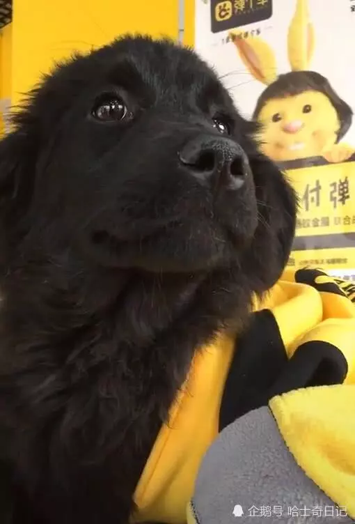 小哥曬出自家的金毛,看到狗狗的毛色後,行家:這狗最少值10萬