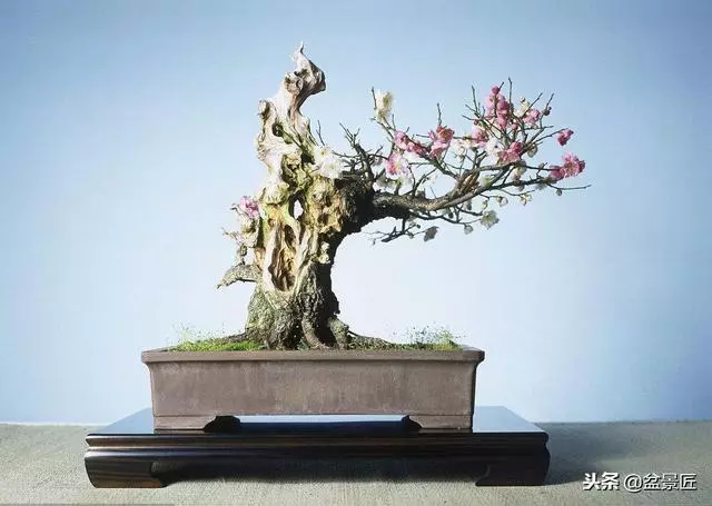 盆景養不好?水、肥沒管好,一篇文章讓你清楚