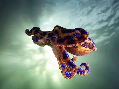 春節出遊,碰到這些澳洲「小可愛」請繞行!