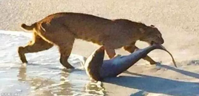山貓釣魚,隨便捕獲大量的鮭魚!
