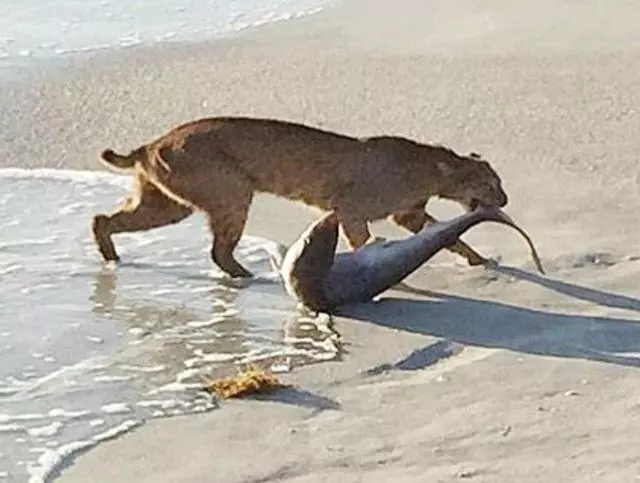 山貓釣魚,隨便捕獲大量的鮭魚!