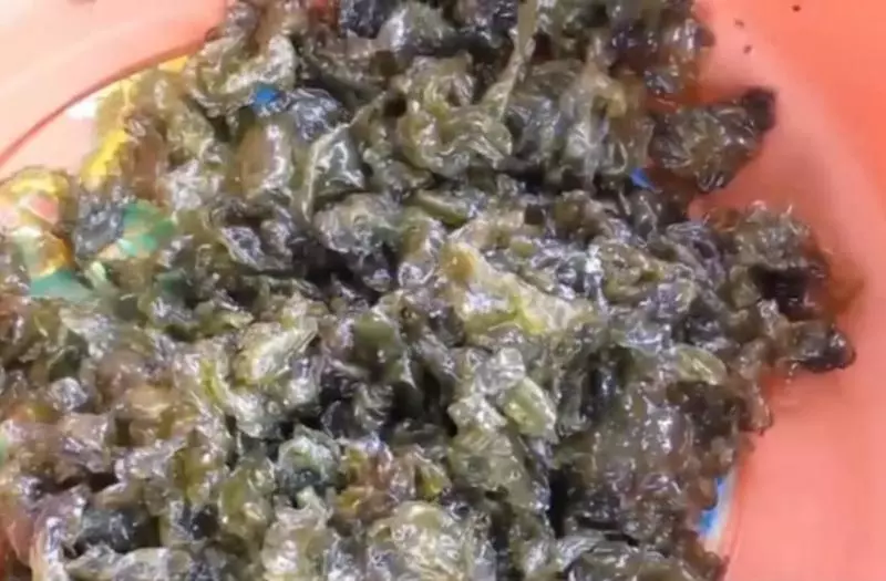 下雨天才有的一種野味,比「人參」還珍貴,市面花錢都未必能買