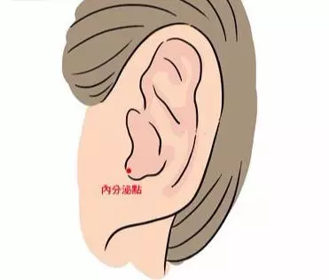 中醫穴位養生:按摩耳朵5穴道,調整荷爾蒙、排毒又健腦