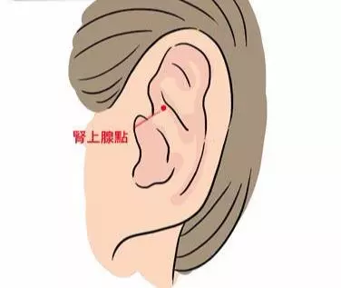 中醫穴位養生:按摩耳朵5穴道,調整荷爾蒙、排毒又健腦