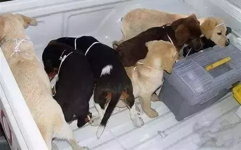毒販為了販毒,無所不用其極,超乎你的想像