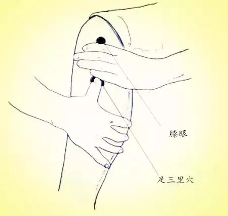 按揉足三里,為啥沒作用?專家:按揉方向不同,治療作用大不同!