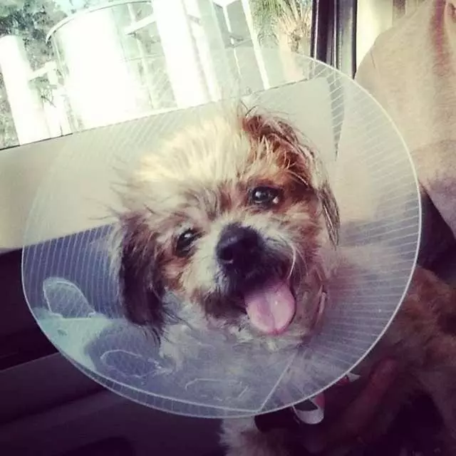 老年西施犬患上白內障,被收容機構判定應該安樂死,幸得義工拯救