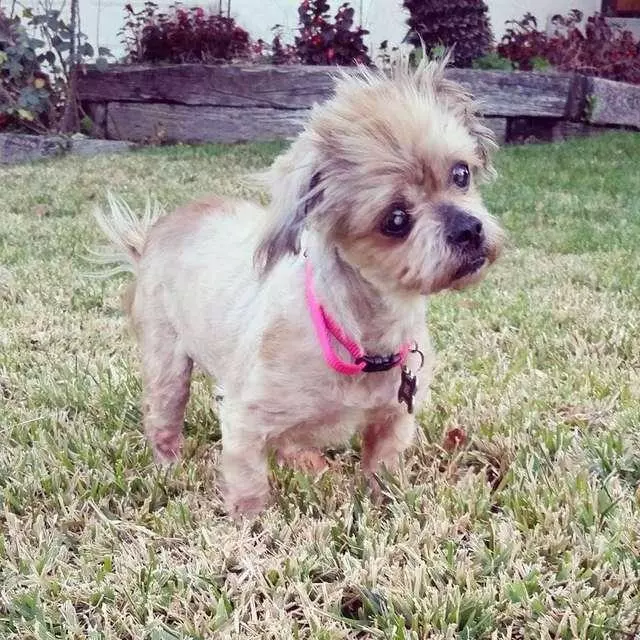 老年西施犬患上白內障,被收容機構判定應該安樂死,幸得義工拯救