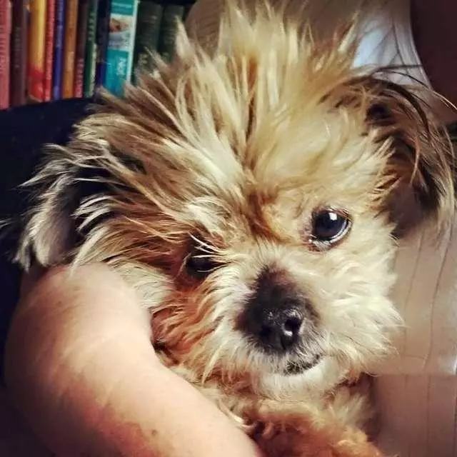老年西施犬患上白內障,被收容機構判定應該安樂死,幸得義工拯救