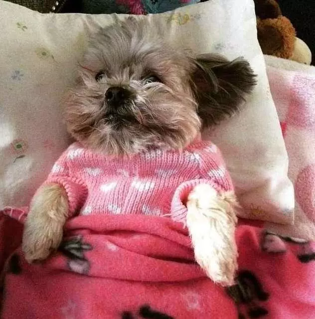 老年西施犬患上白內障,被收容機構判定應該安樂死,幸得義工拯救