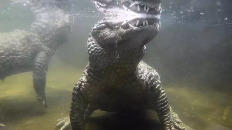 鱷魚夫妻結婚50年生的都是「空包蛋」 獸醫檢查完忍不住流淚:真的太小...
