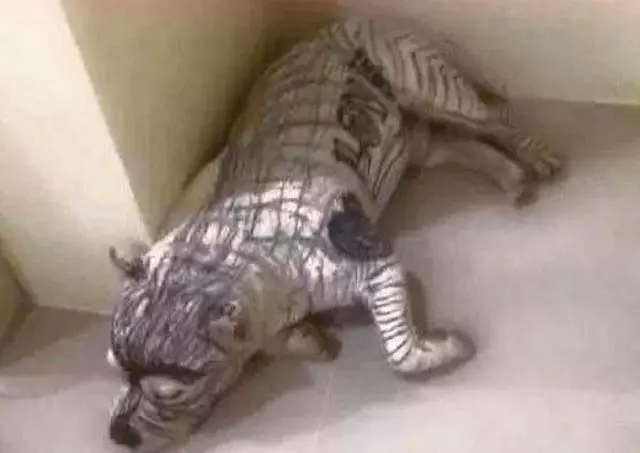 回家看到一隻「斑馬」,主人嚇一跳,看清後是狗狗後:既氣又笑
