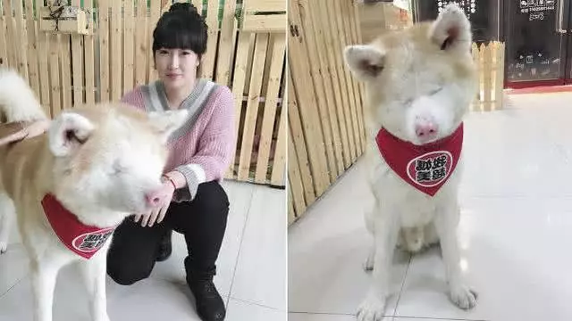 遼寧90後小美女收養重症流浪狗,拒絕安樂死手術後變萌寵