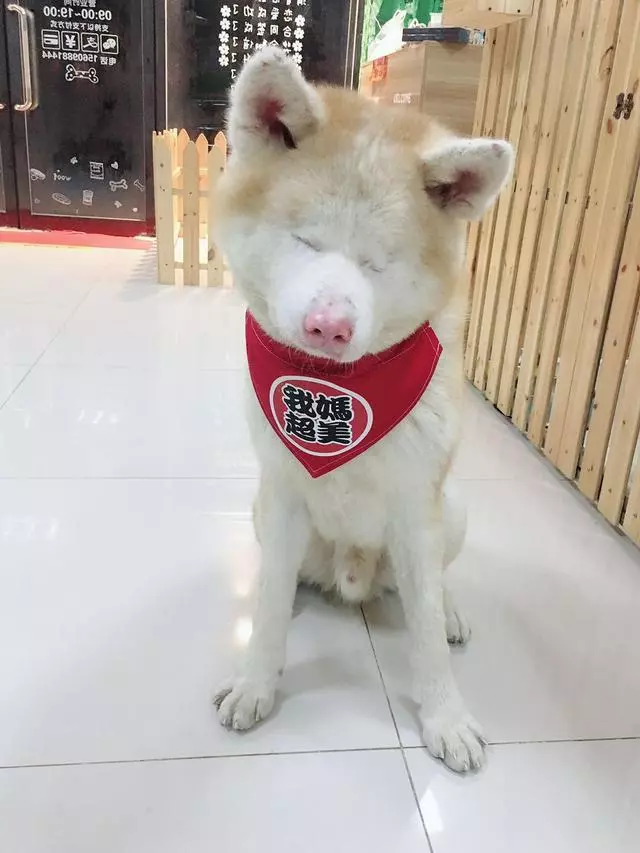 遼寧90後小美女收養重症流浪狗,拒絕安樂死手術後變萌寵