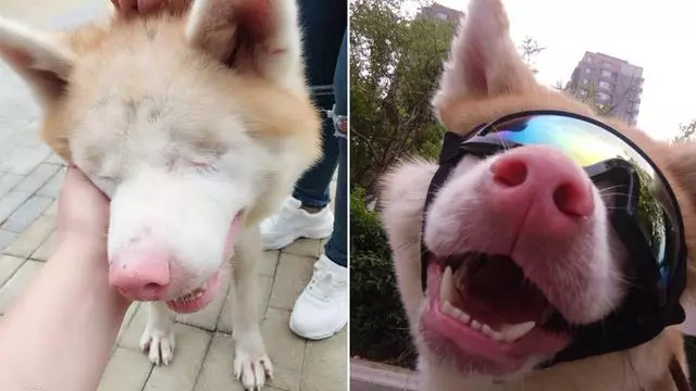 遼寧90後小美女收養重症流浪狗,拒絕安樂死手術後變萌寵