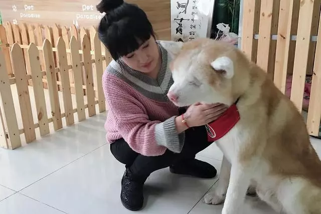 遼寧90後小美女收養重症流浪狗,拒絕安樂死手術後變萌寵