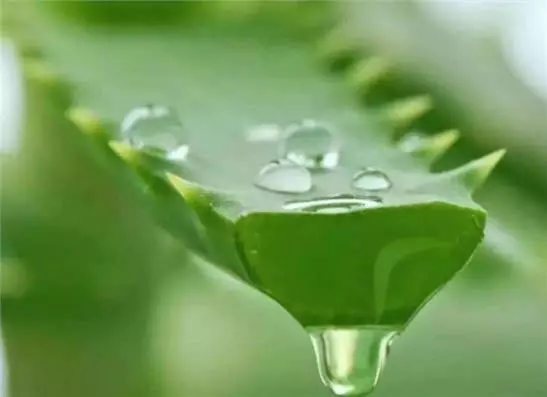 家裡有蘆薈的注意了,可別不當回事,抓緊告訴家人越早越好