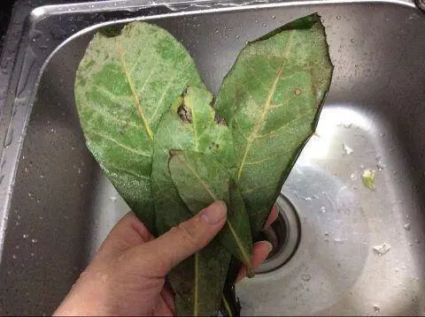 強力止咳水:1片葉子煮水喝,不管咳嗽、流鼻涕,見效快,為家人收藏!