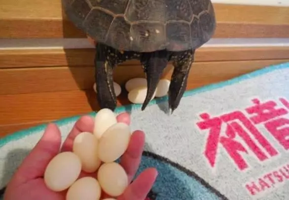 烏龜在家下了11個蛋,主人打算煎著吃,剛敲碎主人腸子都悔青了