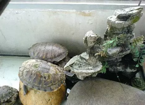 烏龜在家下了11個蛋,主人打算煎著吃,剛敲碎主人腸子都悔青了