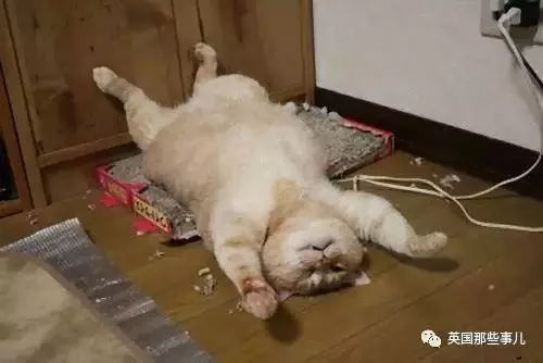 在這個日本攝影師的鏡頭下,貓咪個個都是武林高手 看這拳法,你怕了嗎