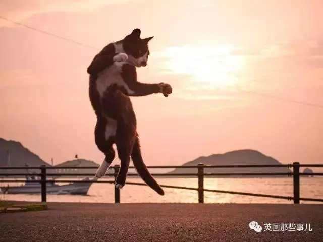 在這個日本攝影師的鏡頭下,貓咪個個都是武林高手 看這拳法,你怕了嗎